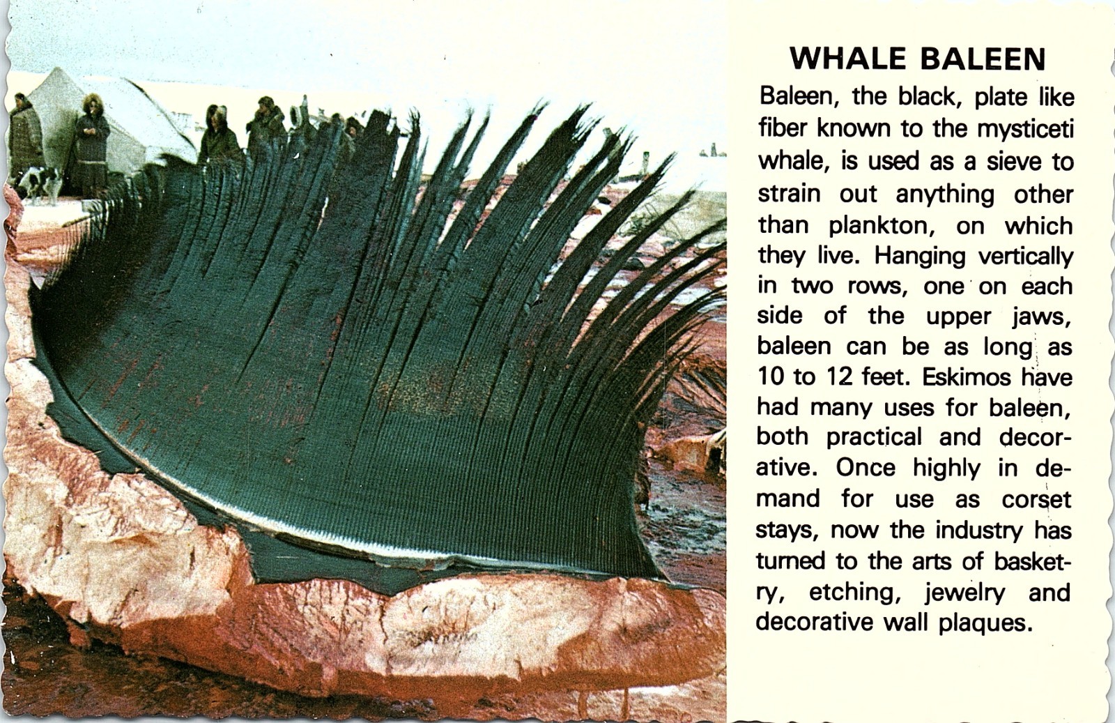 Vintage Whale Baleen Arctic Alaska Postcard Vintage Whale Baleen Arctic Alaska Postcard