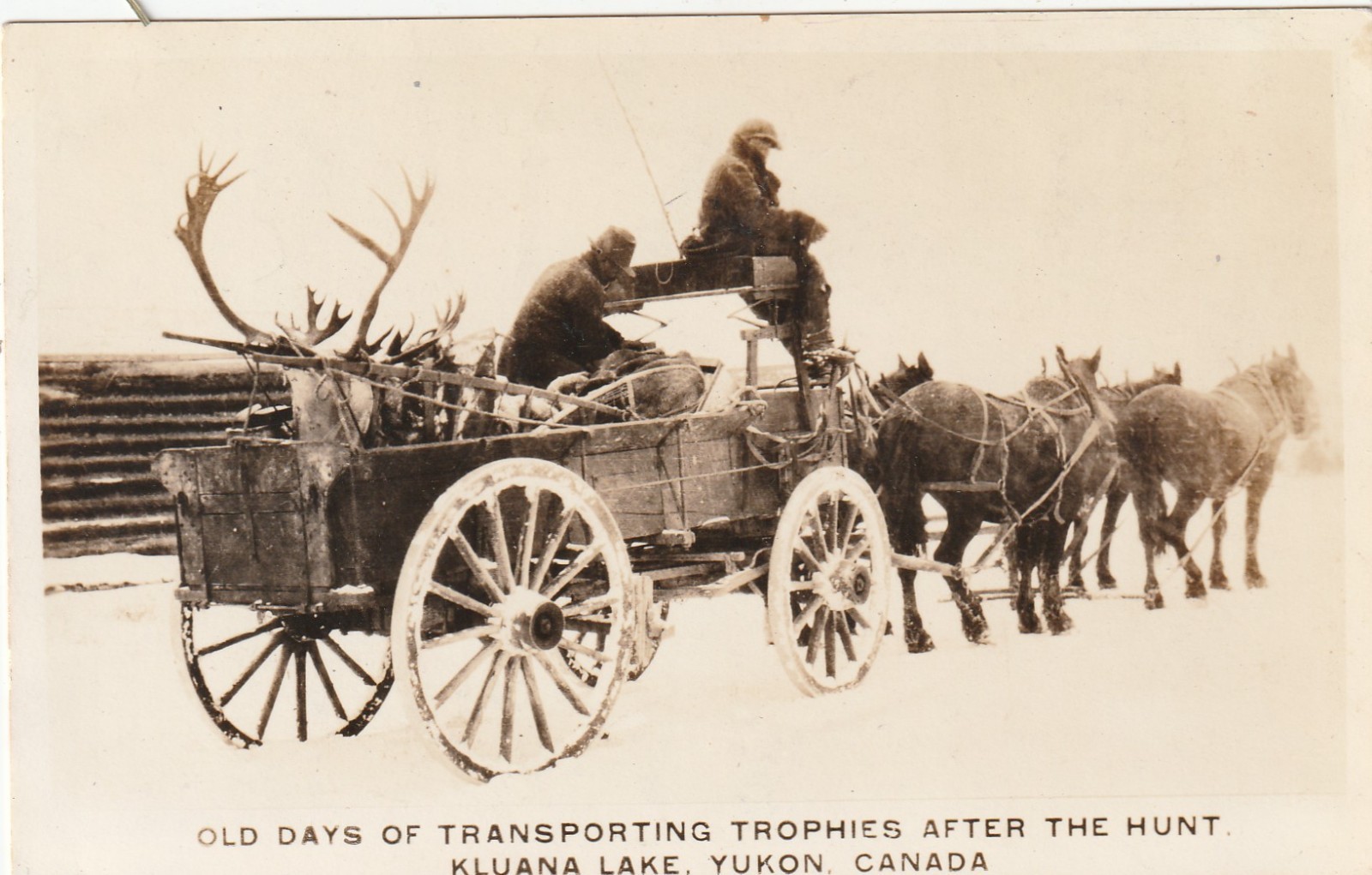 Yukon Canada -- Kluana Lake  -- RPPC -- Hunters on Wagon w/Caribou - ca. 1924-49