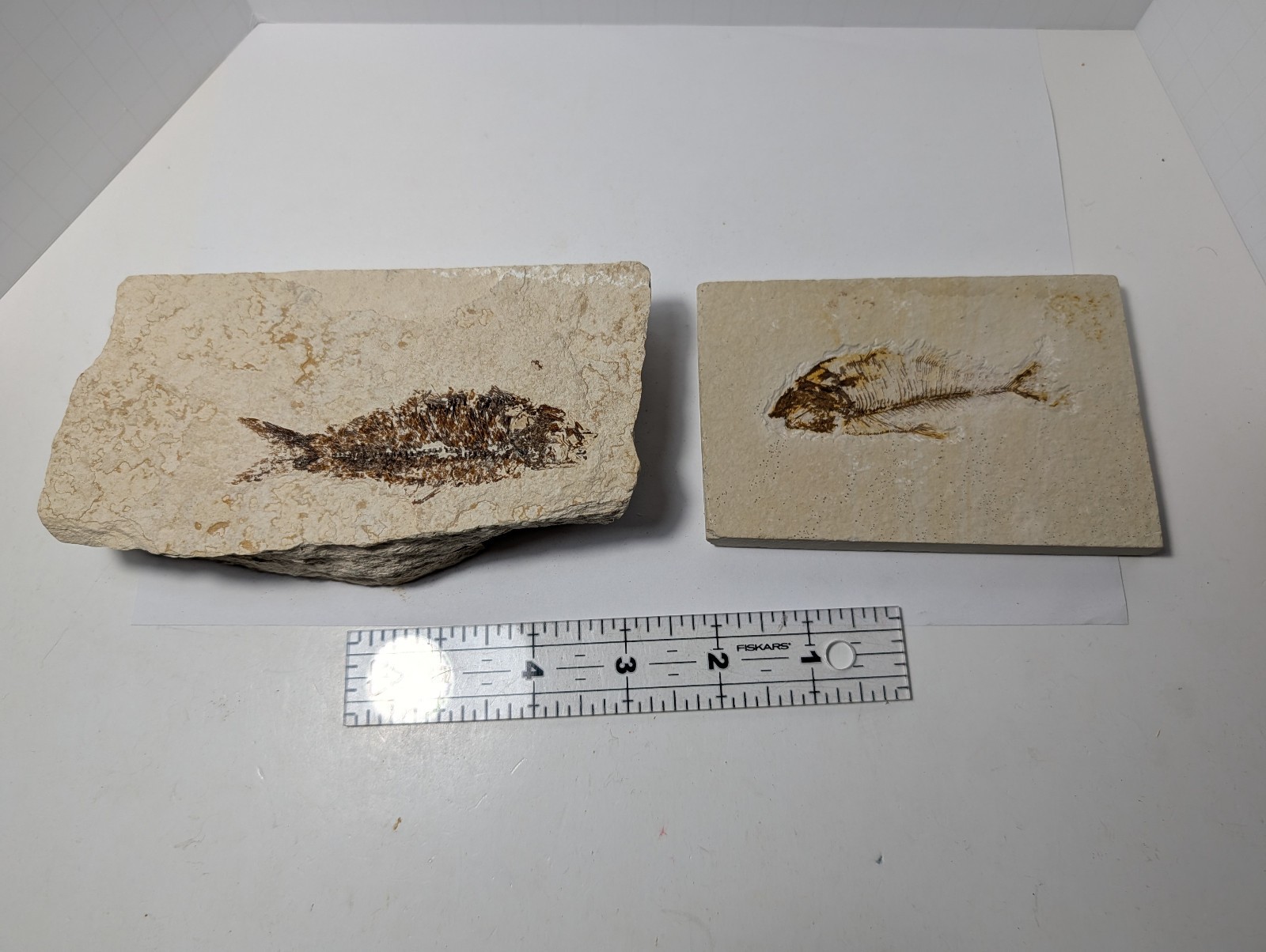 Green River Formation Fish Fossil Pair Wyoming Eocene Diplomystus Matrix Specime