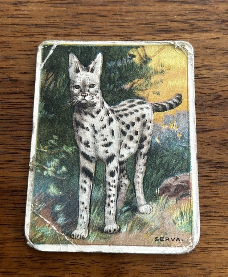 1909-11 Hassan Animals Series Tobacco T29 Serval