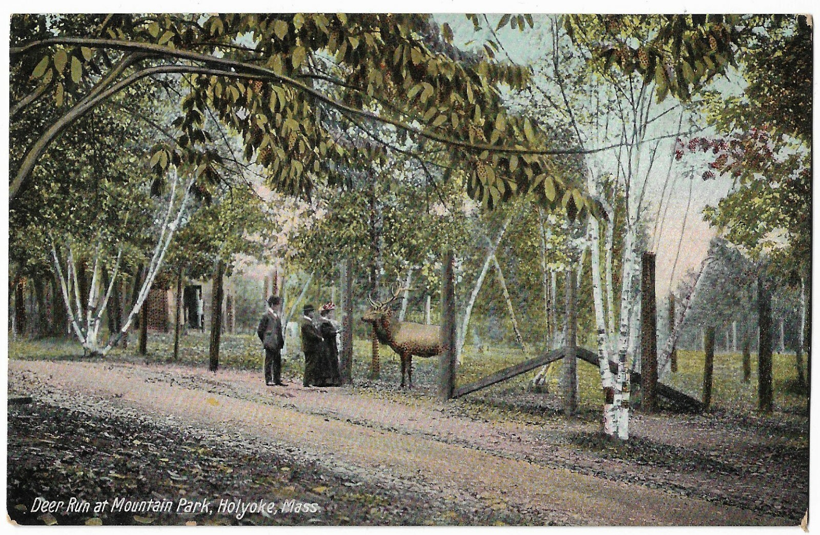 Holyoke MA Deer Run at Mountain Park Antique Postcard #1756