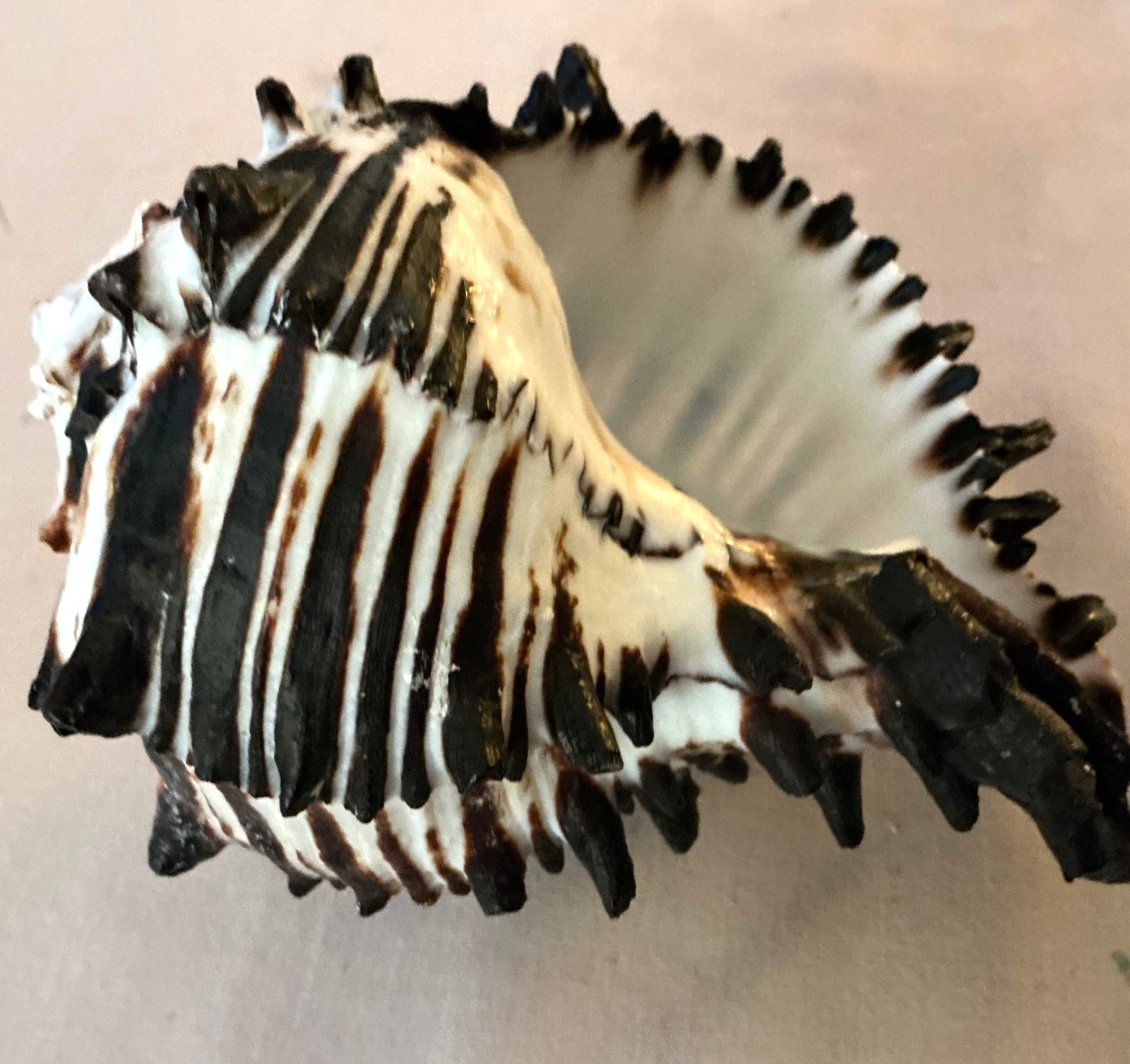 large black striped murex seashell from the phillipines 5