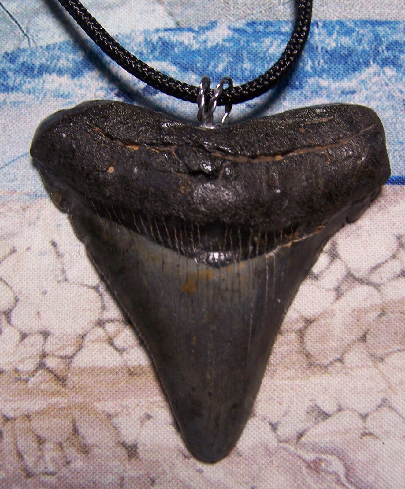 MEGALODON shark tooth necklace 2 1/2
