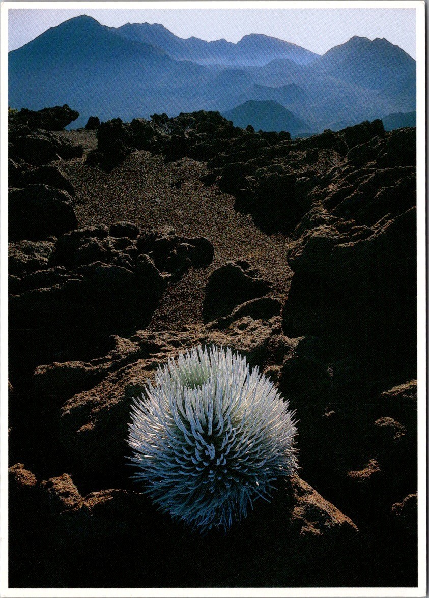 Haleakala Silversword Haleakala NP Maui Hawaii Chrome Postcard Photo