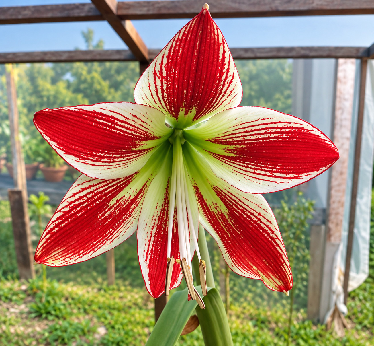 Hippeastrum menesesii - 12 seeds - Very rare Species
