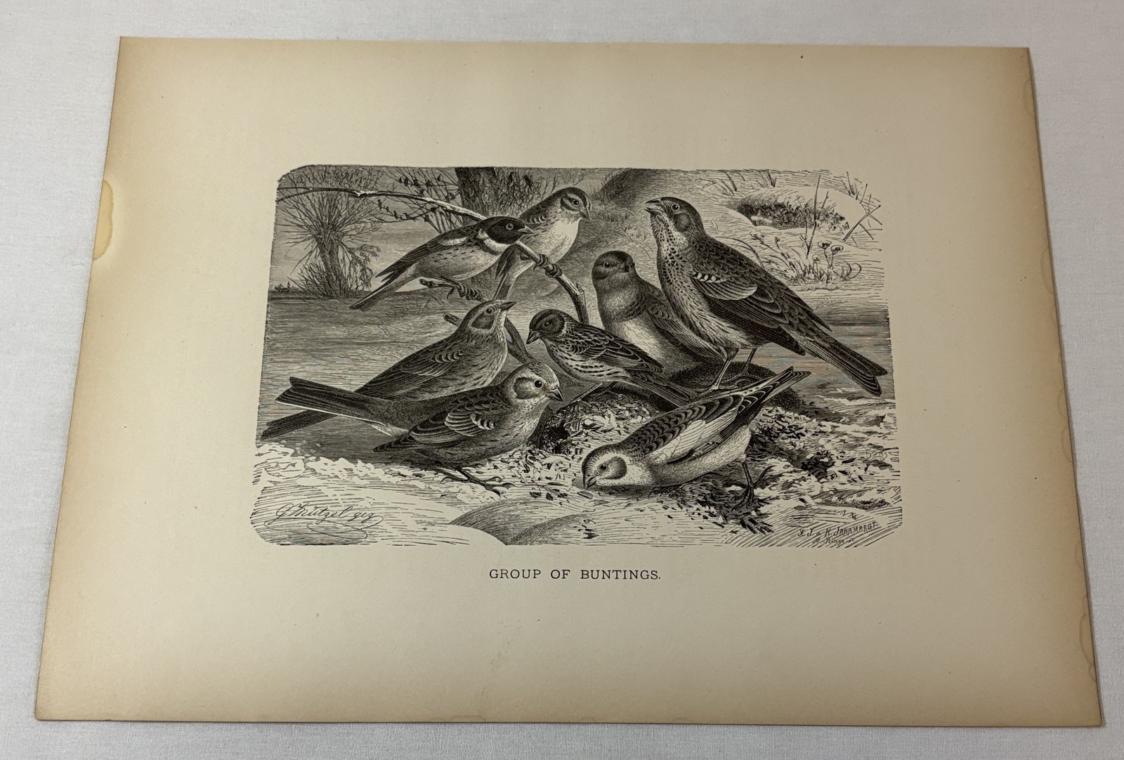 1885 print ~ GROUP OF BUNTINGS ~ 9x12