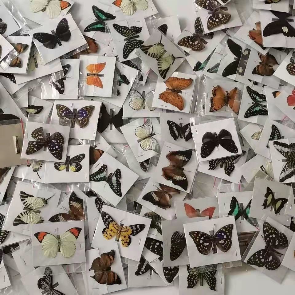 20 Pcs Real Butterfly Specimens Mixed Species Taxidermy DIY Home Decor Gift