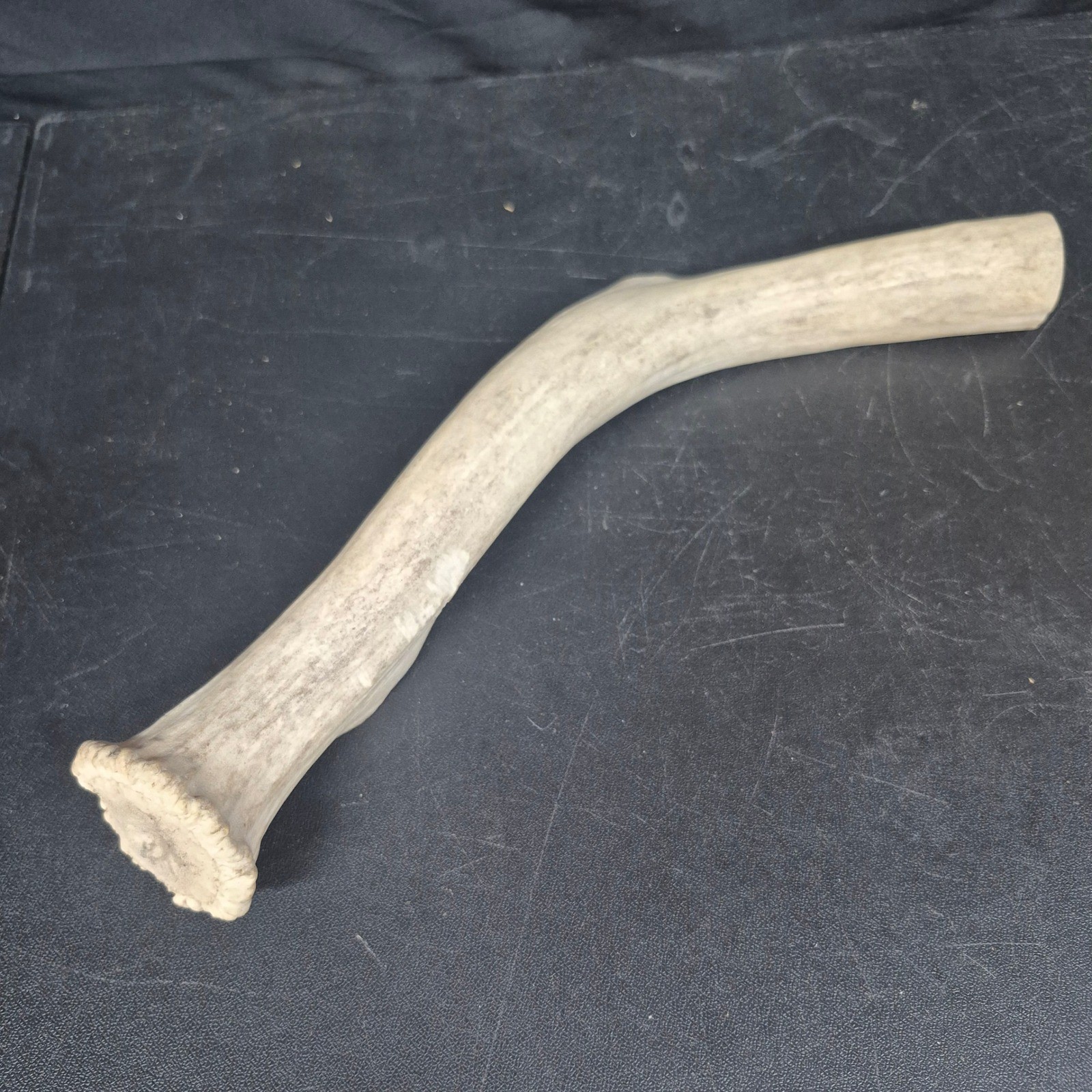Natural Elk Antler Crown 15.5 Inch Shed Section for Crafting Decor Knife Handle