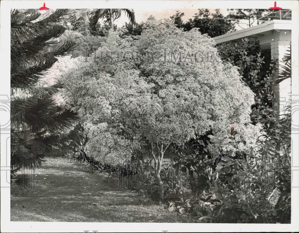 1975 Press Photo Euphorbia Lellcocephala plant in the garden - lra72769