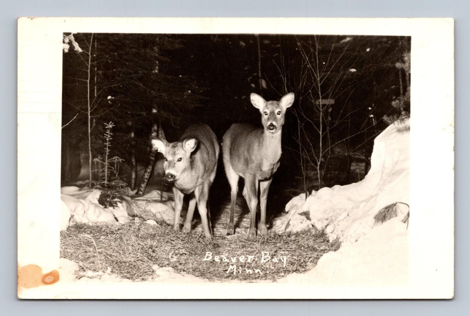 Vintage 1952 Beaver Bay Minnesota Deer Photo Postcard RPPC