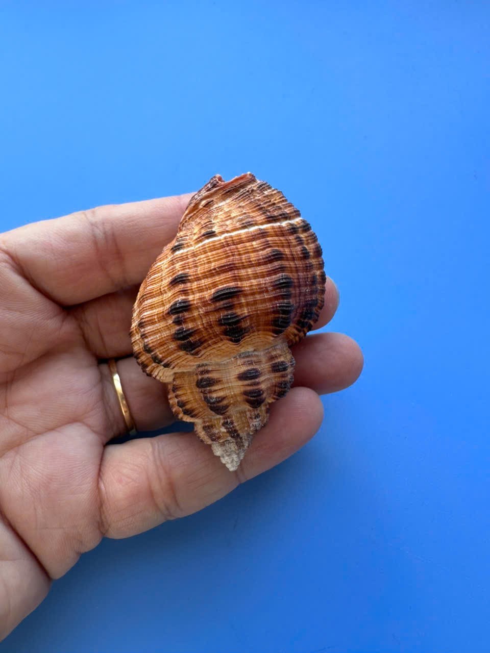 60.9mm | Cantharus melanostoma| BIG size | Nice shell