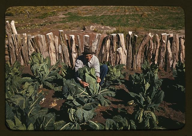 Pie Town New Mexico Mr. Leatherman 1930s Homesteader Tying Cauliflower