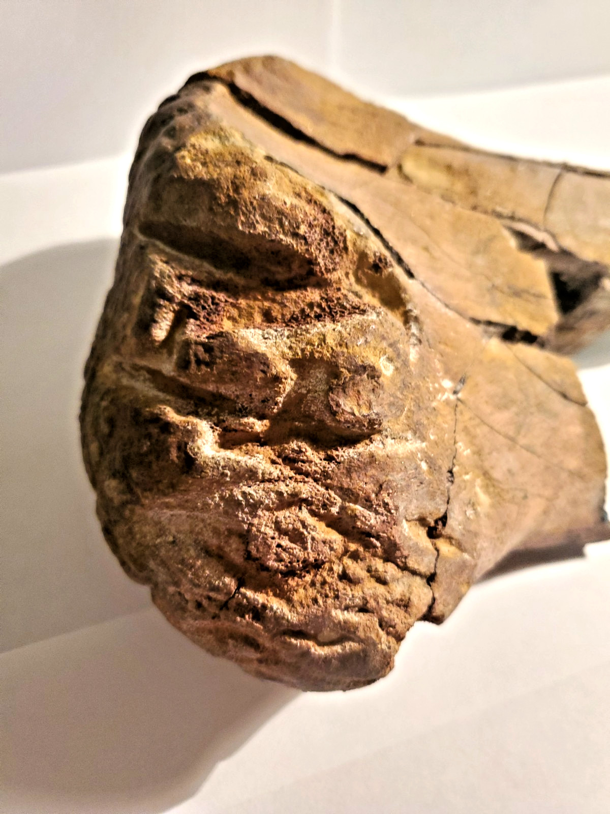 Hadrosaur Dinosaur Fossil Fibula T-Rex Bite Marks