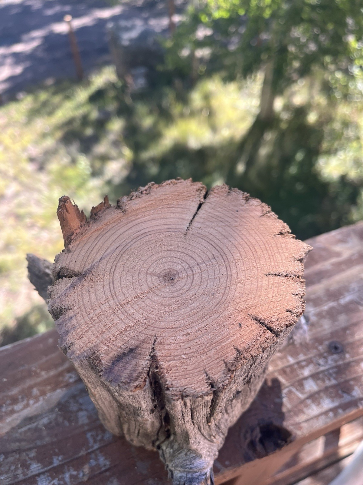 Old Growth Juniper Wood Piece 1854 Pikes Peak Big Burn Fire Salvage Old Growth Juniper Wood Piece 1854 Pikes Peak Big Burn Fire Salvage