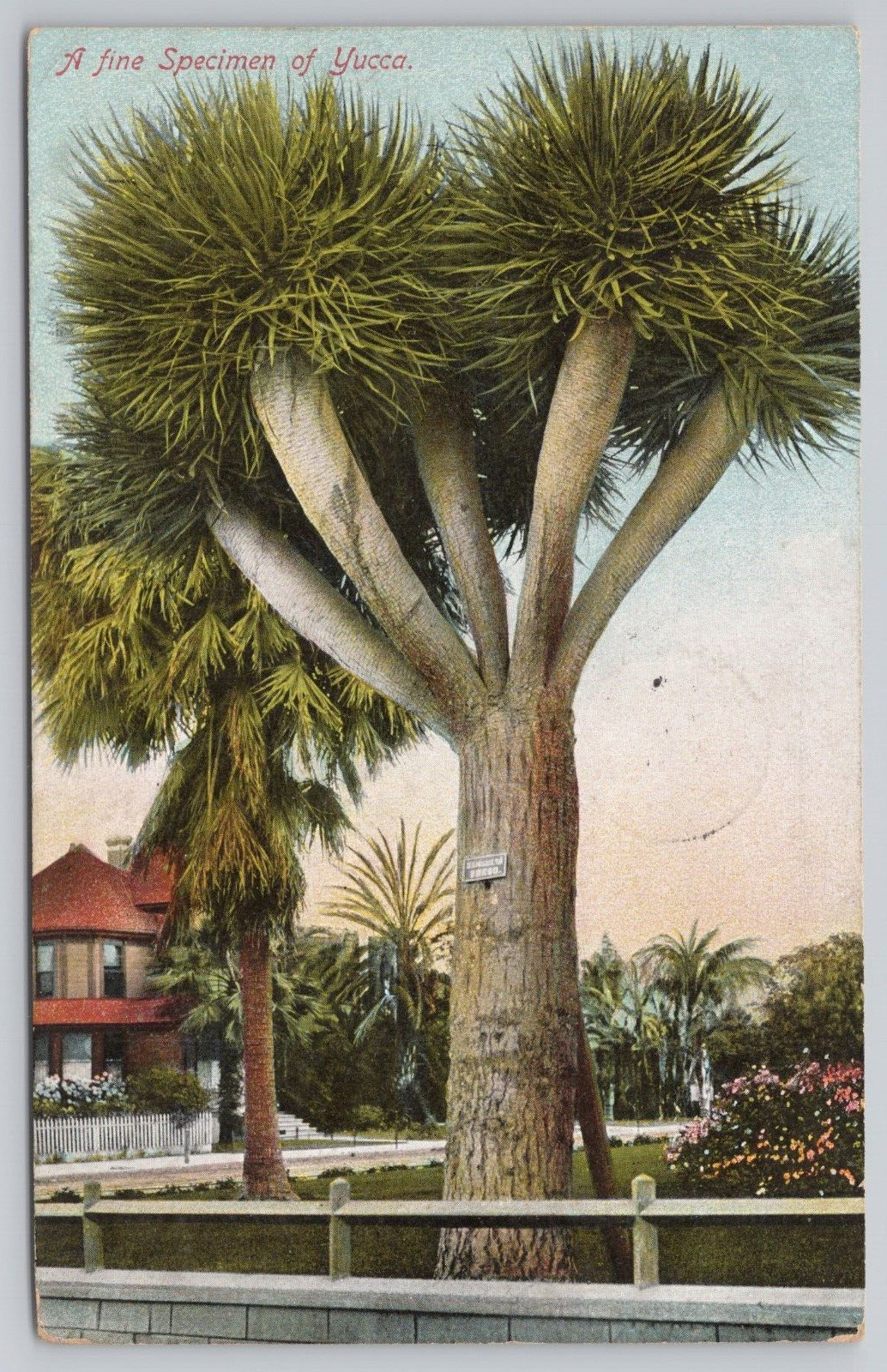 Postcard A Fine Specimen of Yucca Vintage UDB PM 1910 from Los Angeles, CA