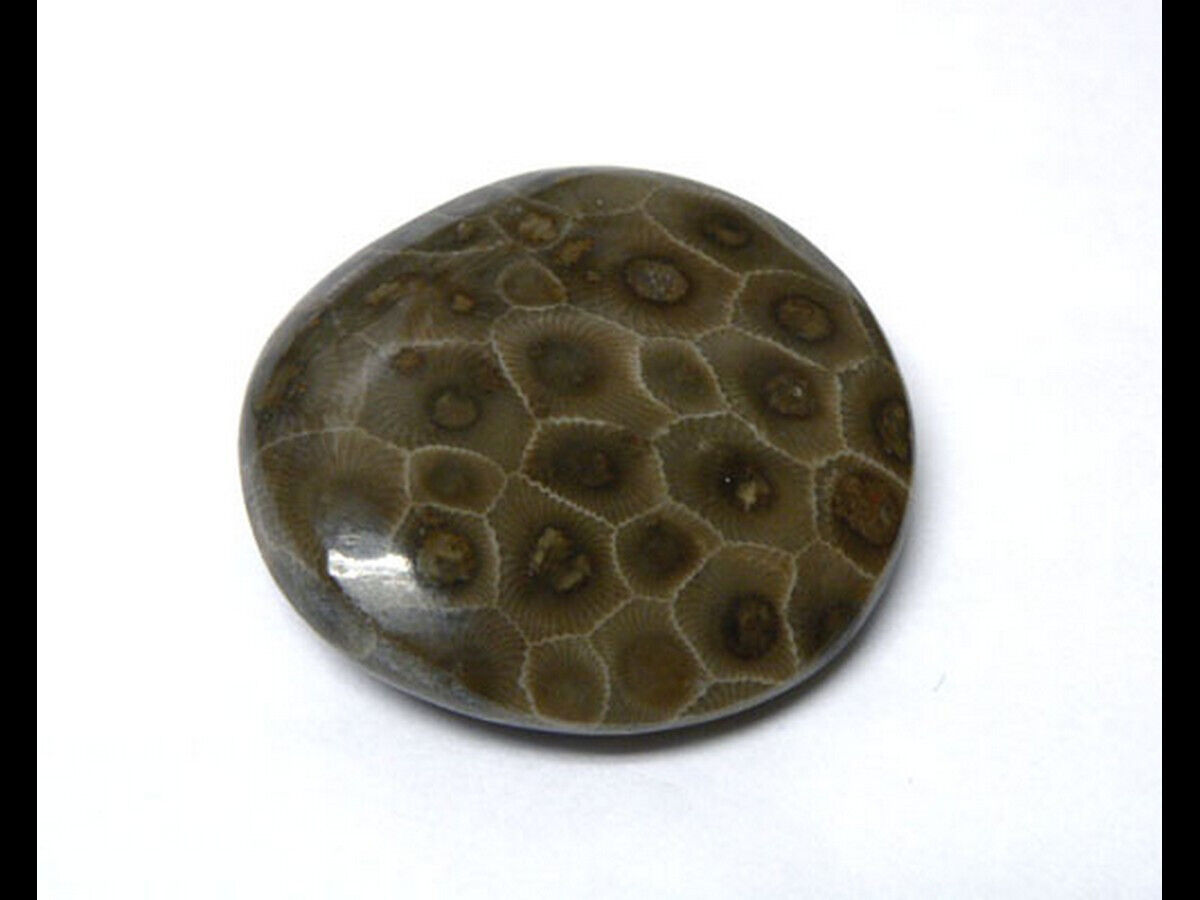 Polished Petoskey Stone Specimens - Large