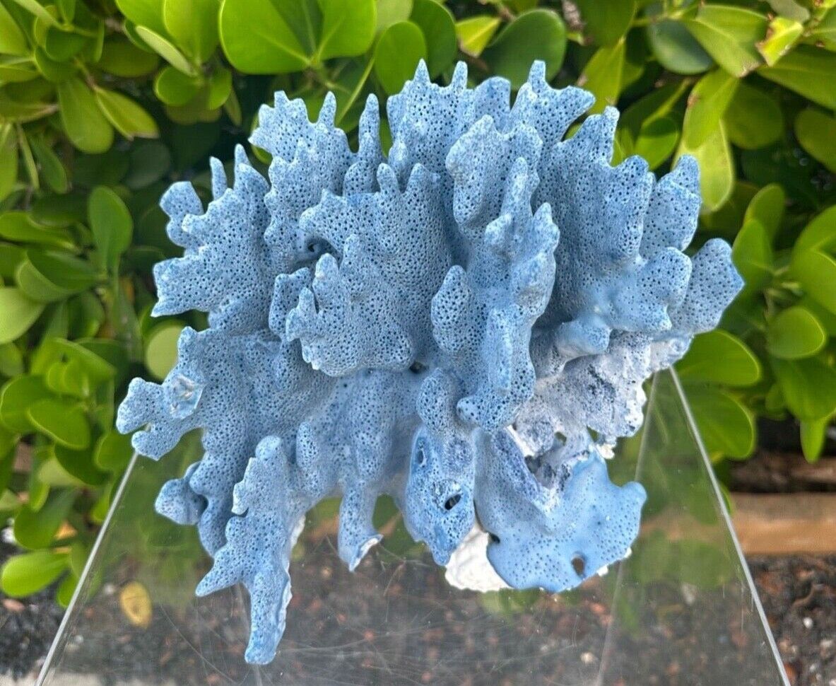 Very LARGE Blue Coral Large One of Kind; 9x9x9\