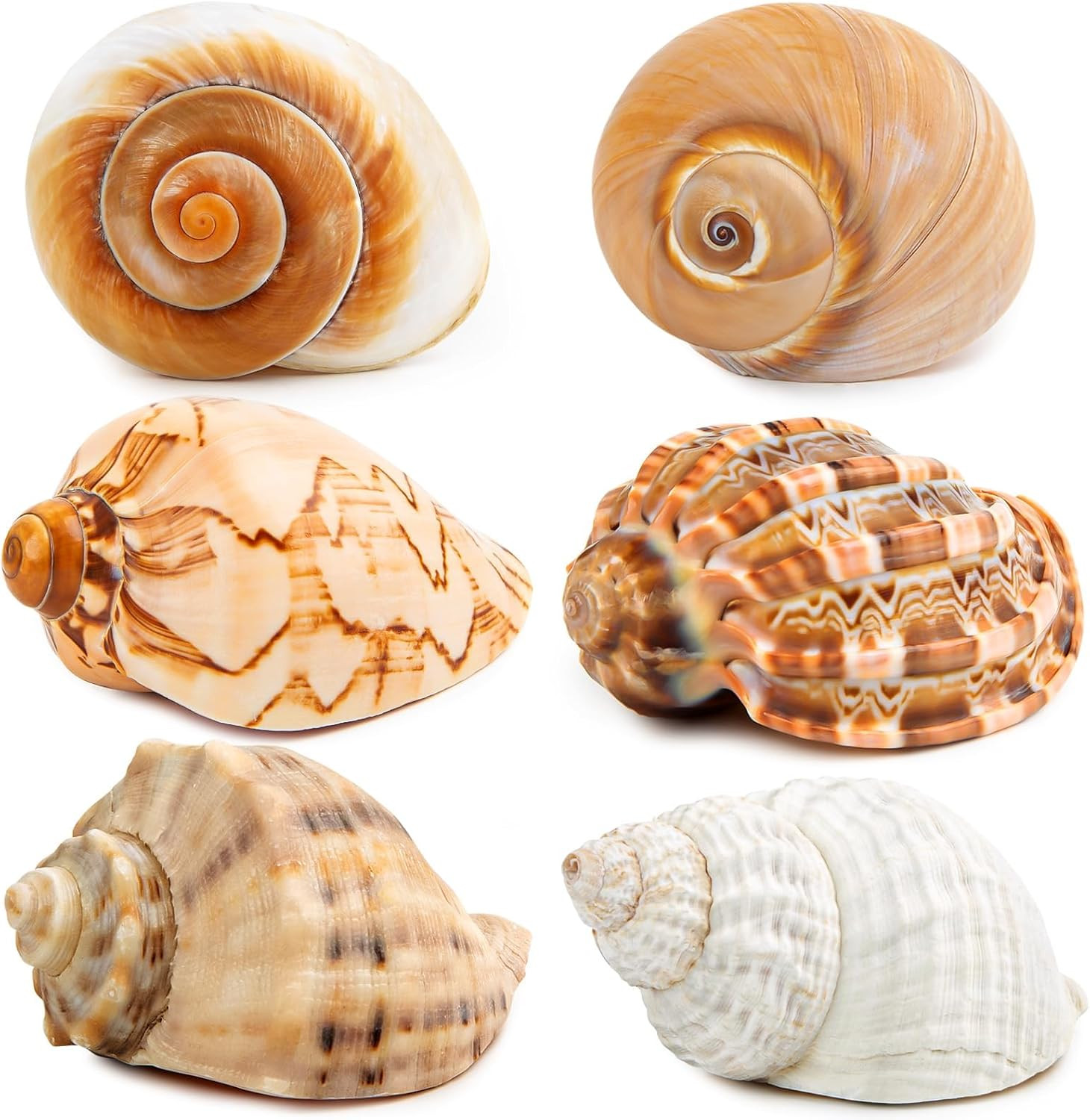 6PCS Large Hermit Crab Shells 3\