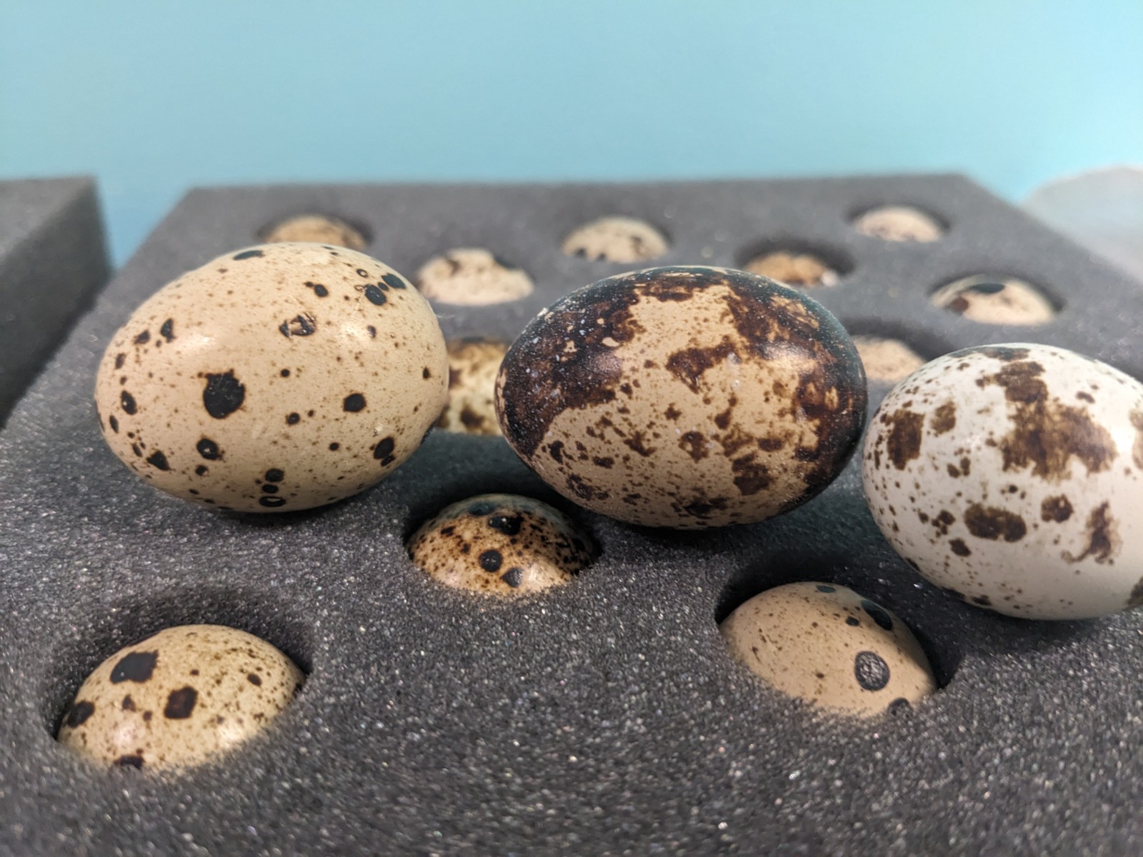 25 Premium Coturnix Quail Hatching Eggs.