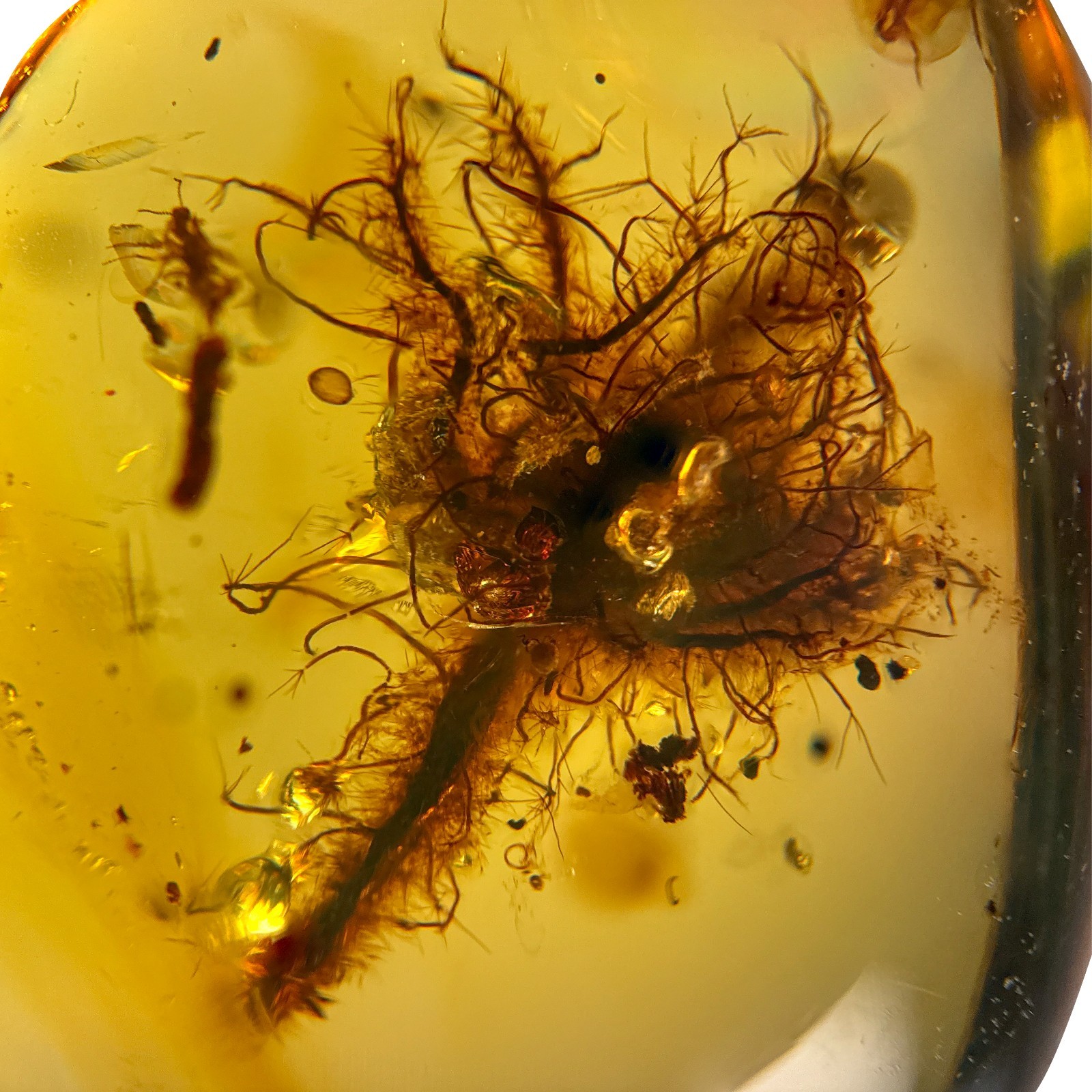 UNUSUAL FLOWER in Burmese / Burmite amber fossil / 100% genuine amber
