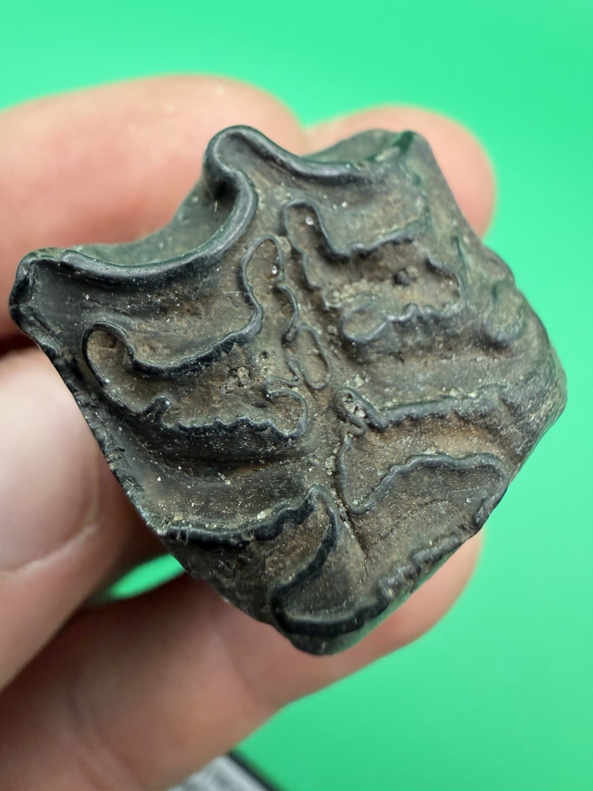 Authentic Fossil Horse Tooth Peace River Florida Fossil