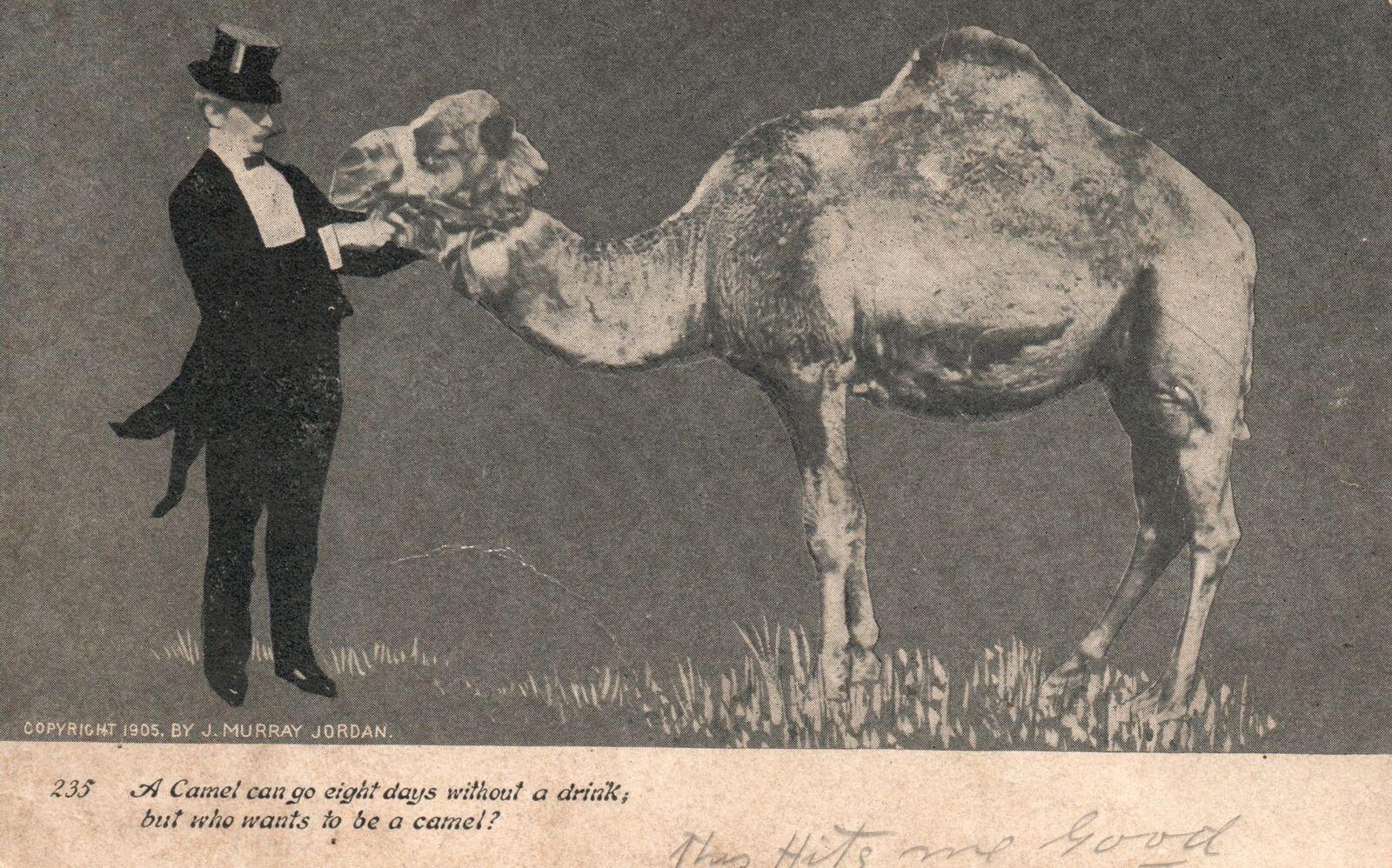 Vintage Postcard 1900\'s A Camel Can Go Eight Days without Drink Animal