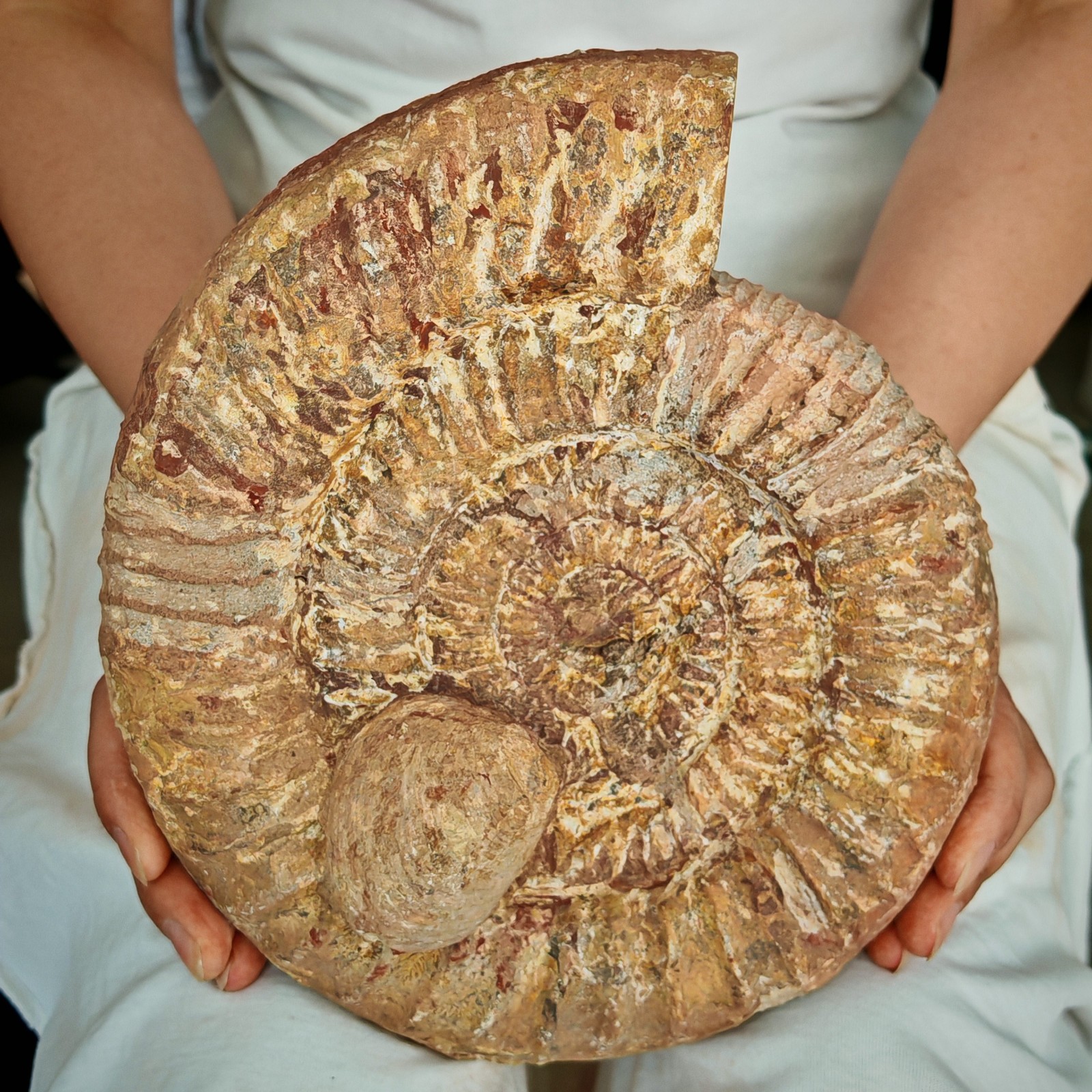 7.37LB Natural Jurassic Cretaceous conch fossil crystal specimens 3350g