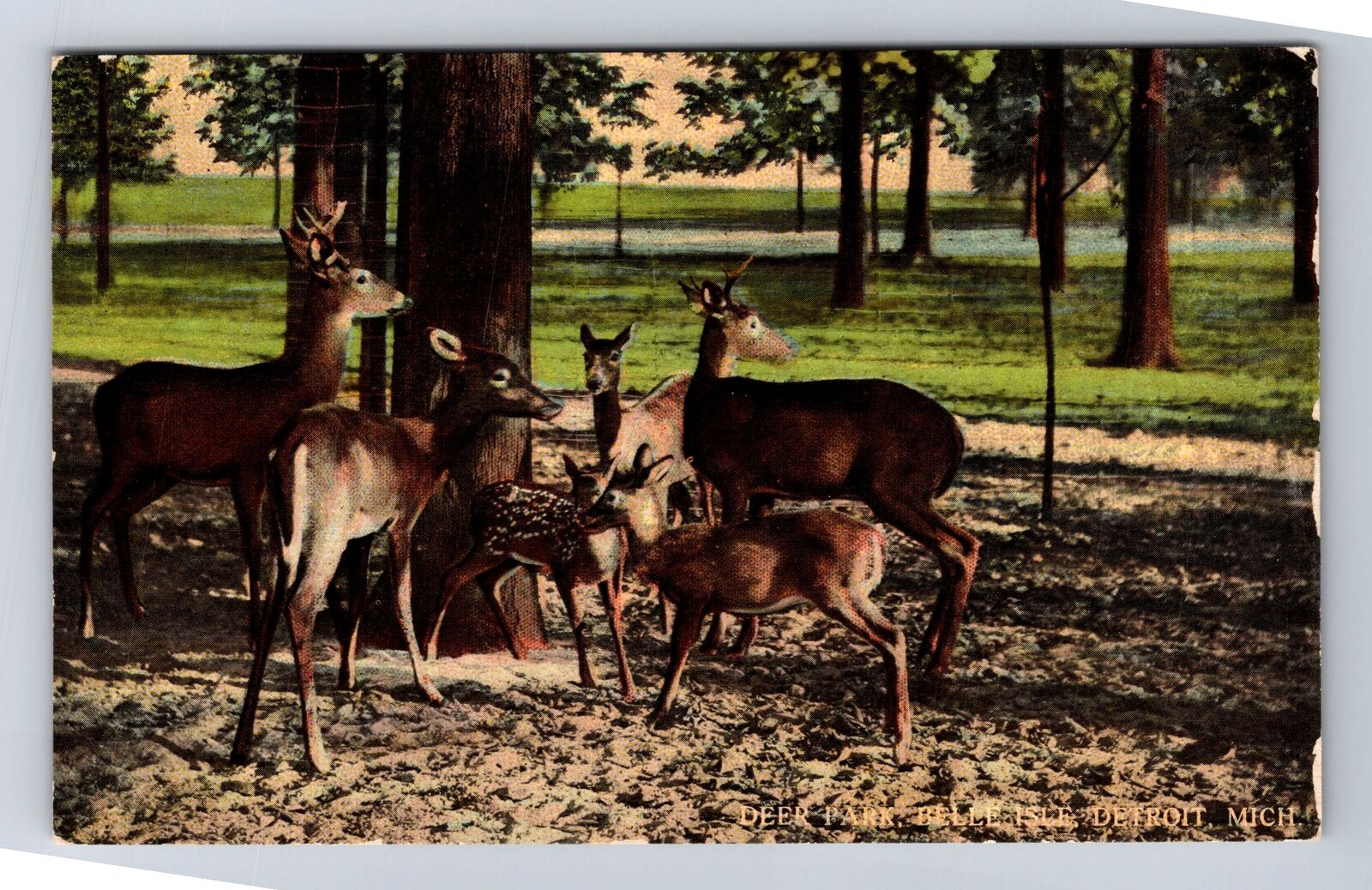 Detroit MI-Michigan, Deer Park, Belle Isle, Antique, Vintage Postcard