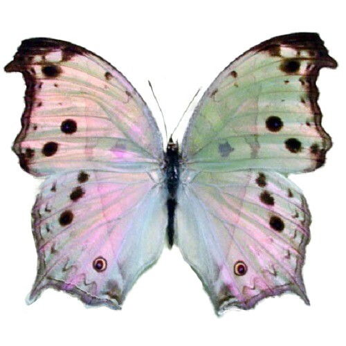 Salamis parhassus  pink purple black Africa UNMOUNTED/WINGS CLOSED