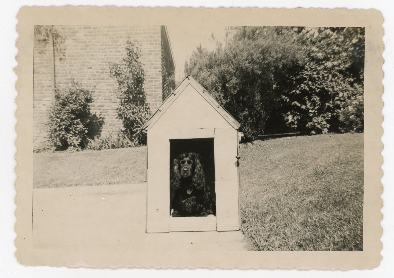 Vintage Skippi Dog in Doghouse Photo 1950s Snapshot Curtis Scrapbook 3.5x5