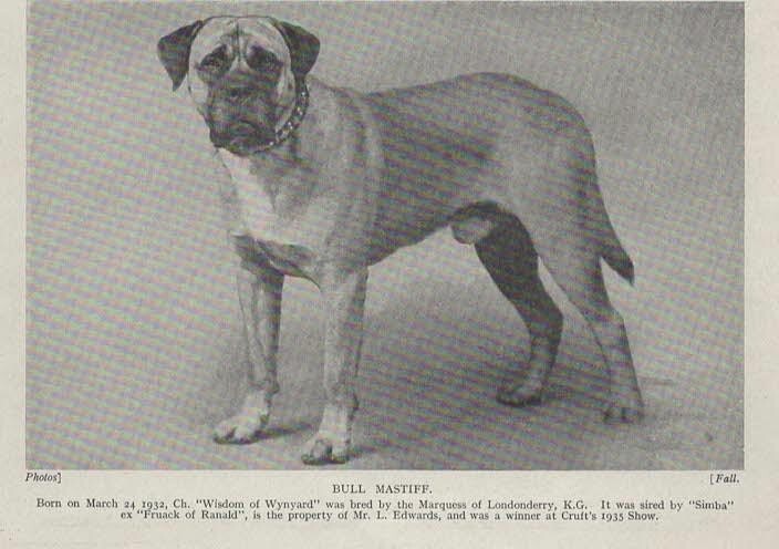 Bull Mastiff 