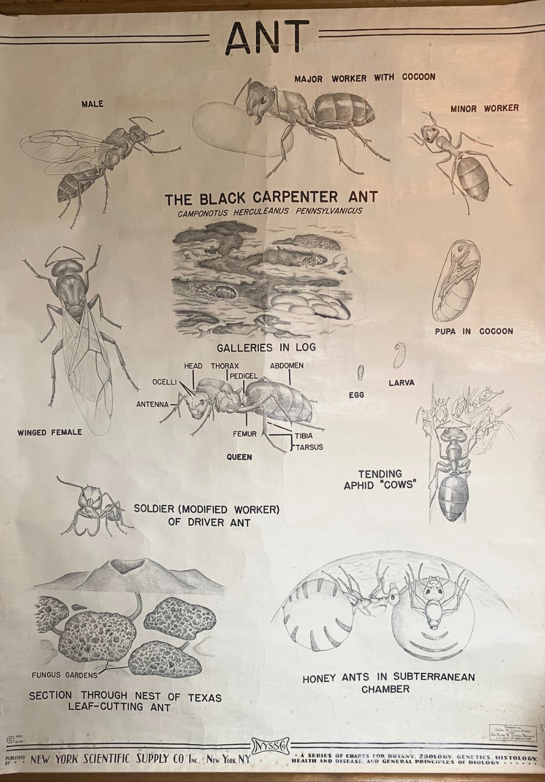 c.1950 The Black Carpenter Ant - Scientific Rolled Classroom Chart