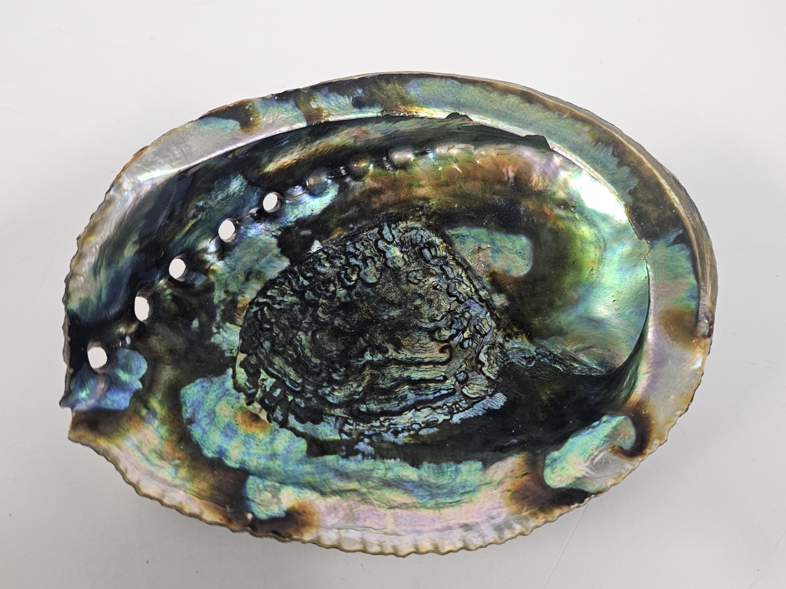 Vintage Abalone Sea Shell Trinket Dish 6 Vintage Abalone Sea Shell Trinket Dish 6