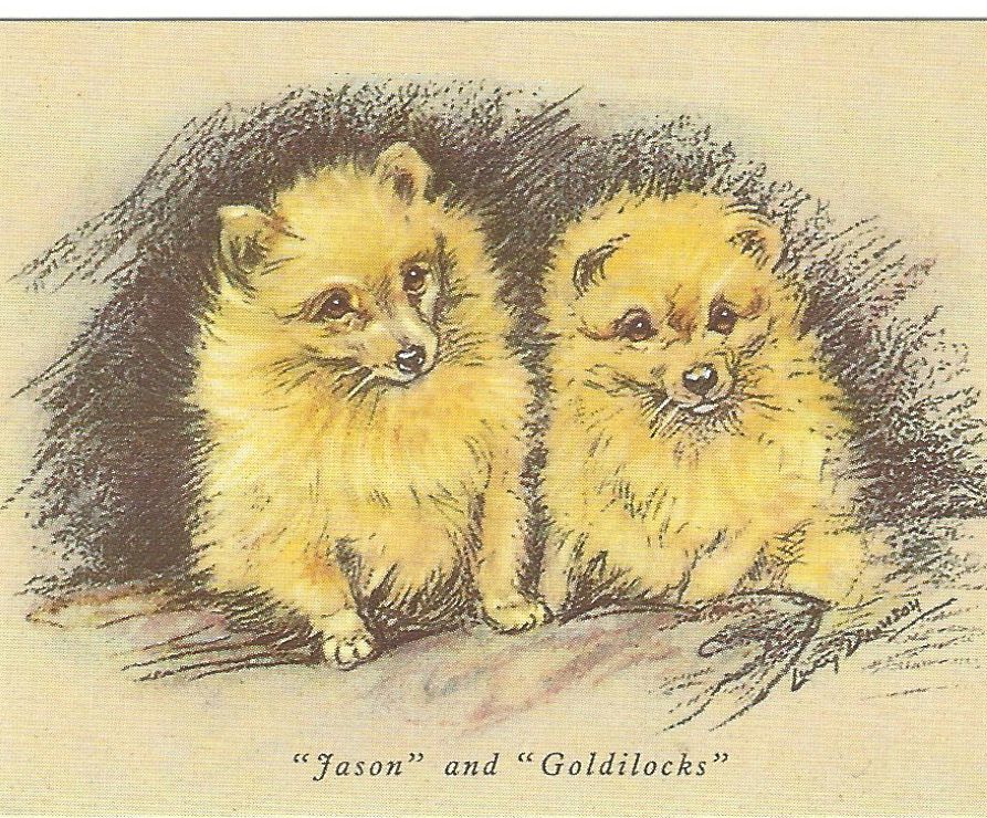 Pomeranian Puppy - CUSTOM MATTED 5 x 7 - Dog Art Print - Lucy Dawson