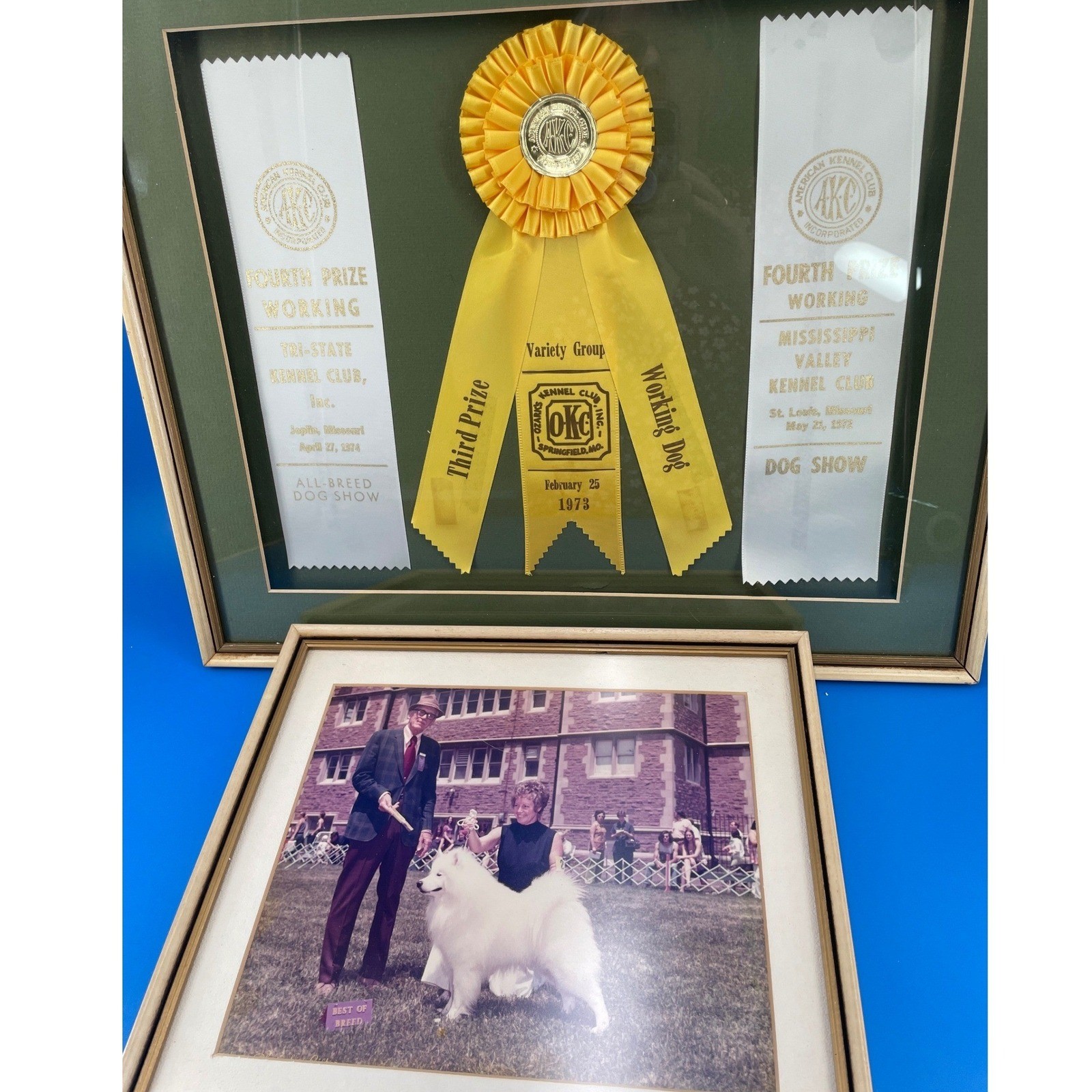 AKC Samoyed Dog Show Working Class champion Ribbons Photo 1970s St Louis MO