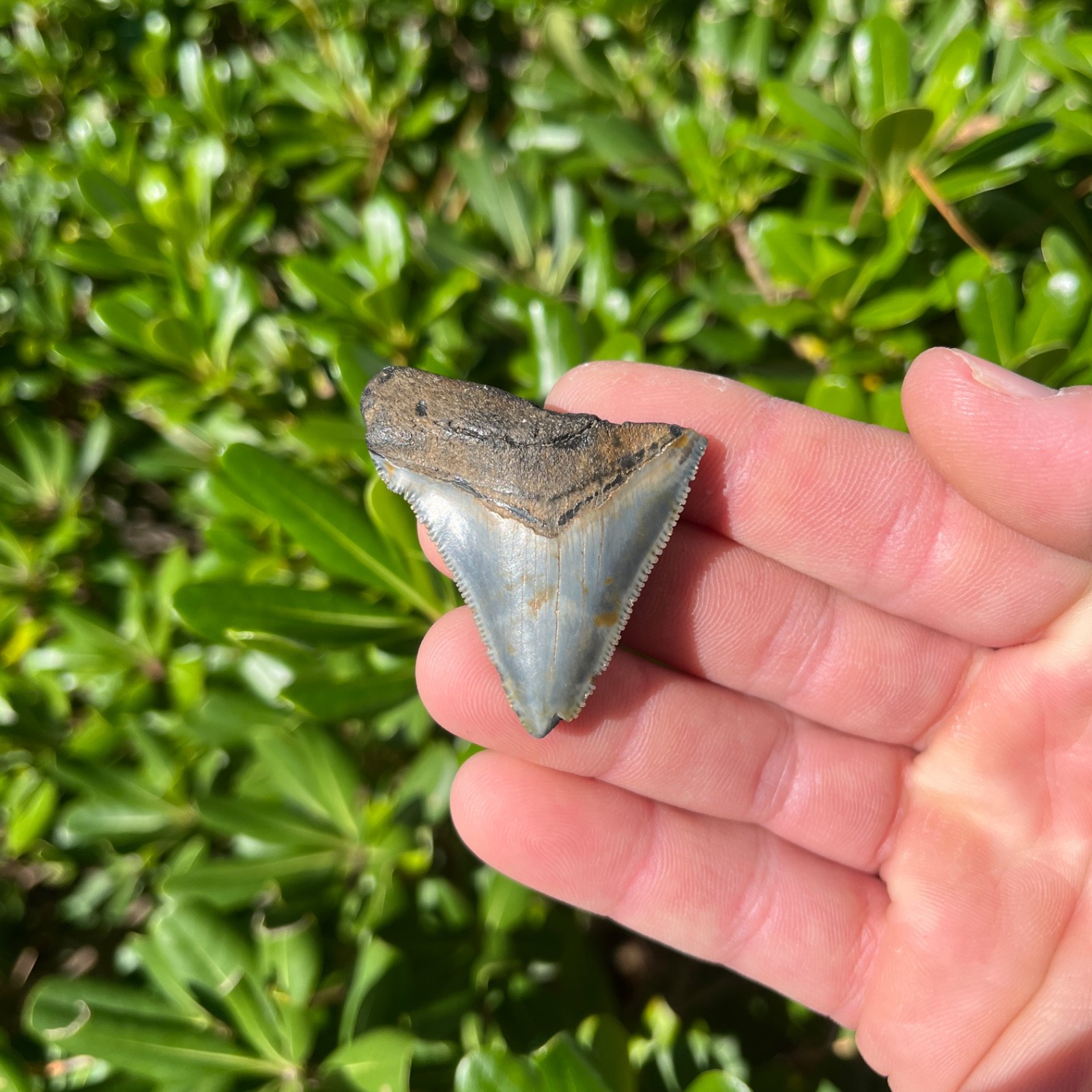 Real Megalodon Shark Tooth 1.91” Big Fossil Shark Teeth From NC Real Megalodon Shark Tooth 1.91” Big Fossil Shark Teeth From NC