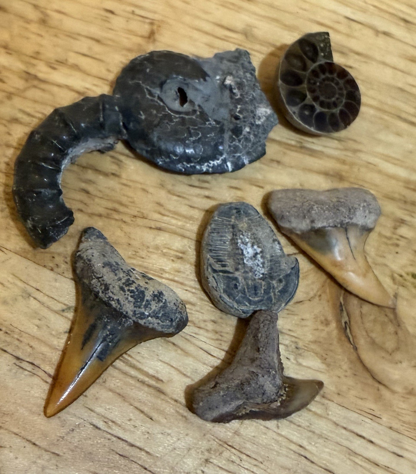 Lot Of 7 Raw & Polished Fossils Shark Teeth Ammonites Trilobyte 500mya