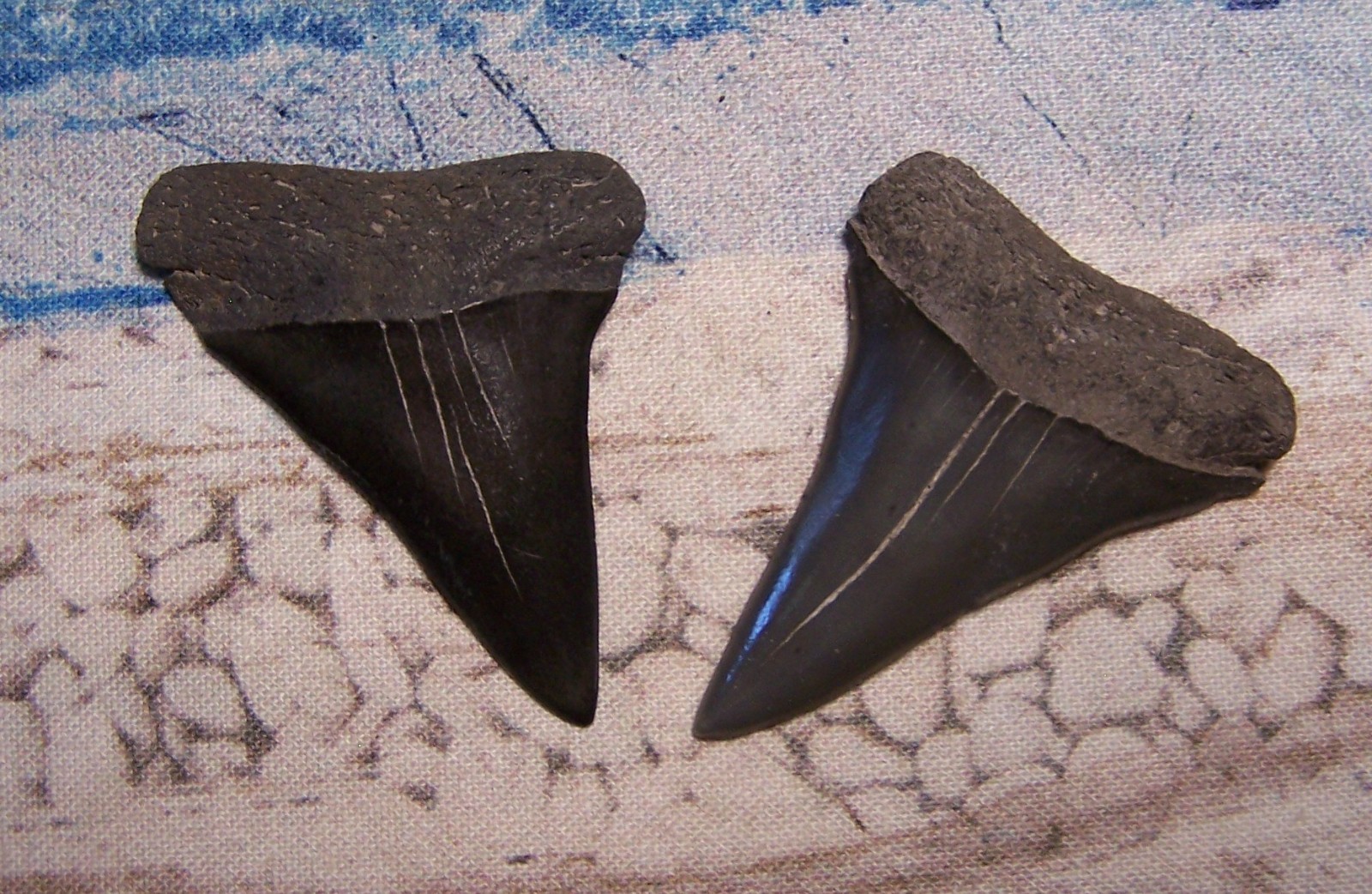 MAKO SHARK TOOTH 1 7/8\