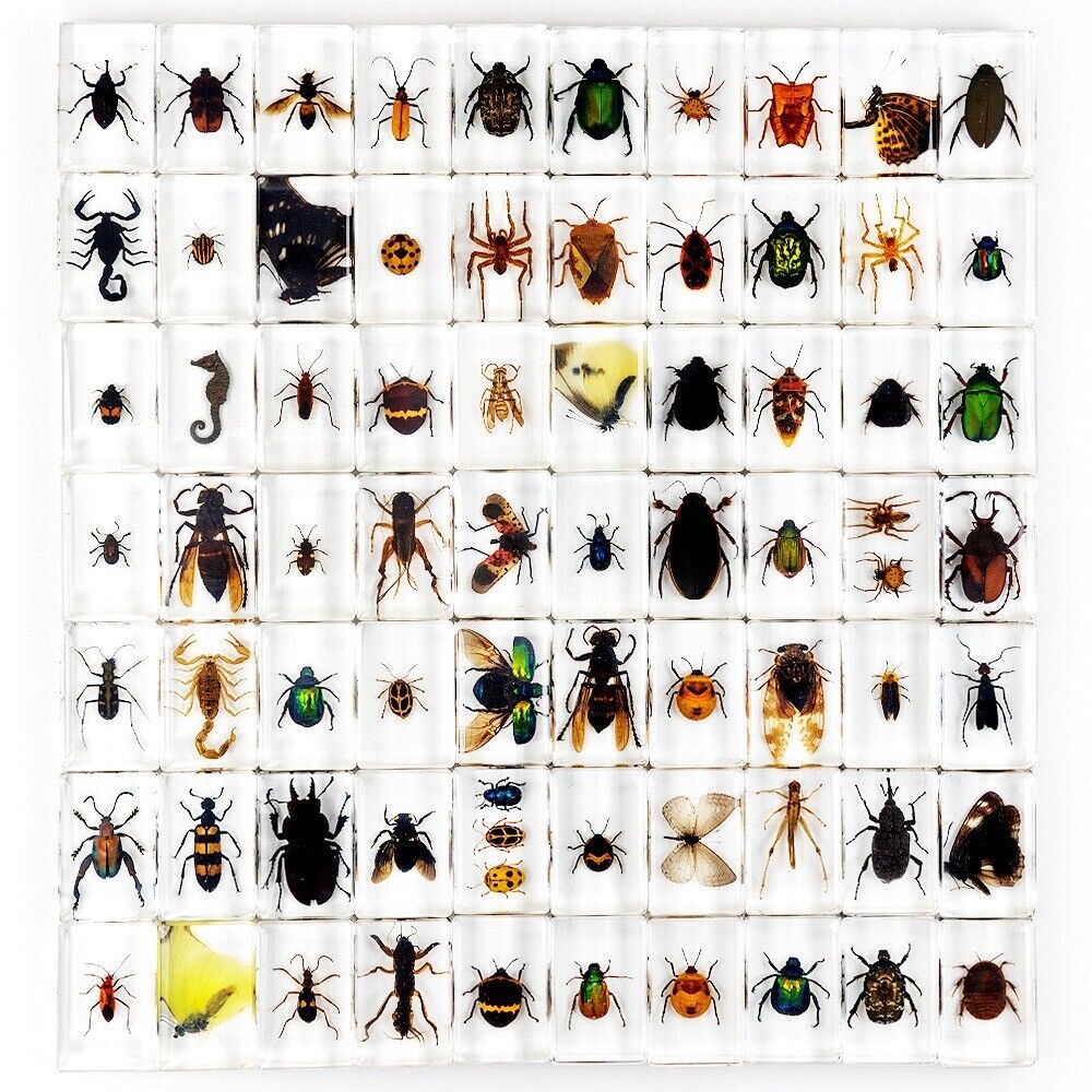 30 Pcs Insect Specimen Bugs in Resin Collection Paperweights Arachnid Resin lot