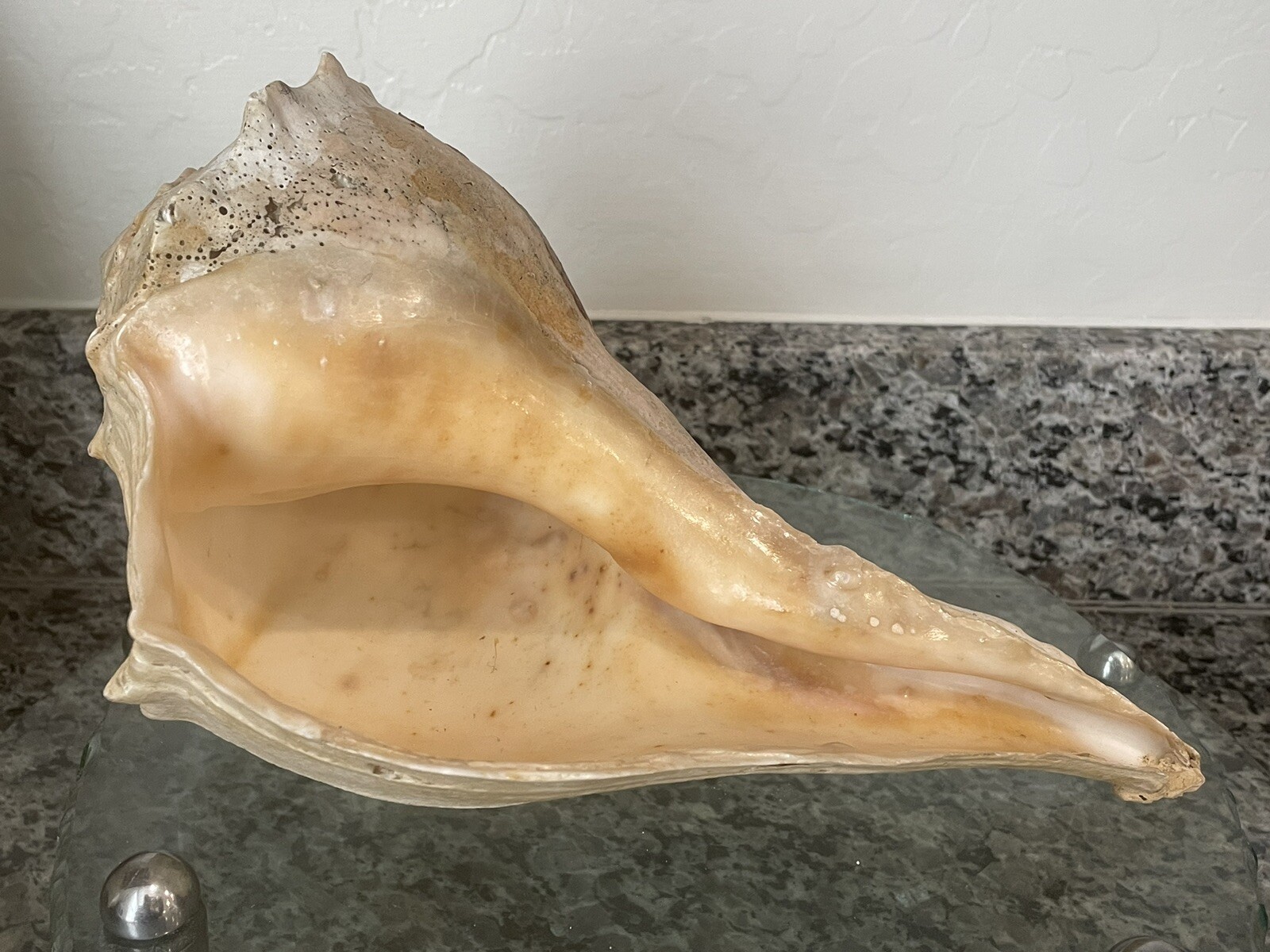 Vintage Mid Century Modern Decorative Coastal Conch Seashell 5.75” H X 9.5” W