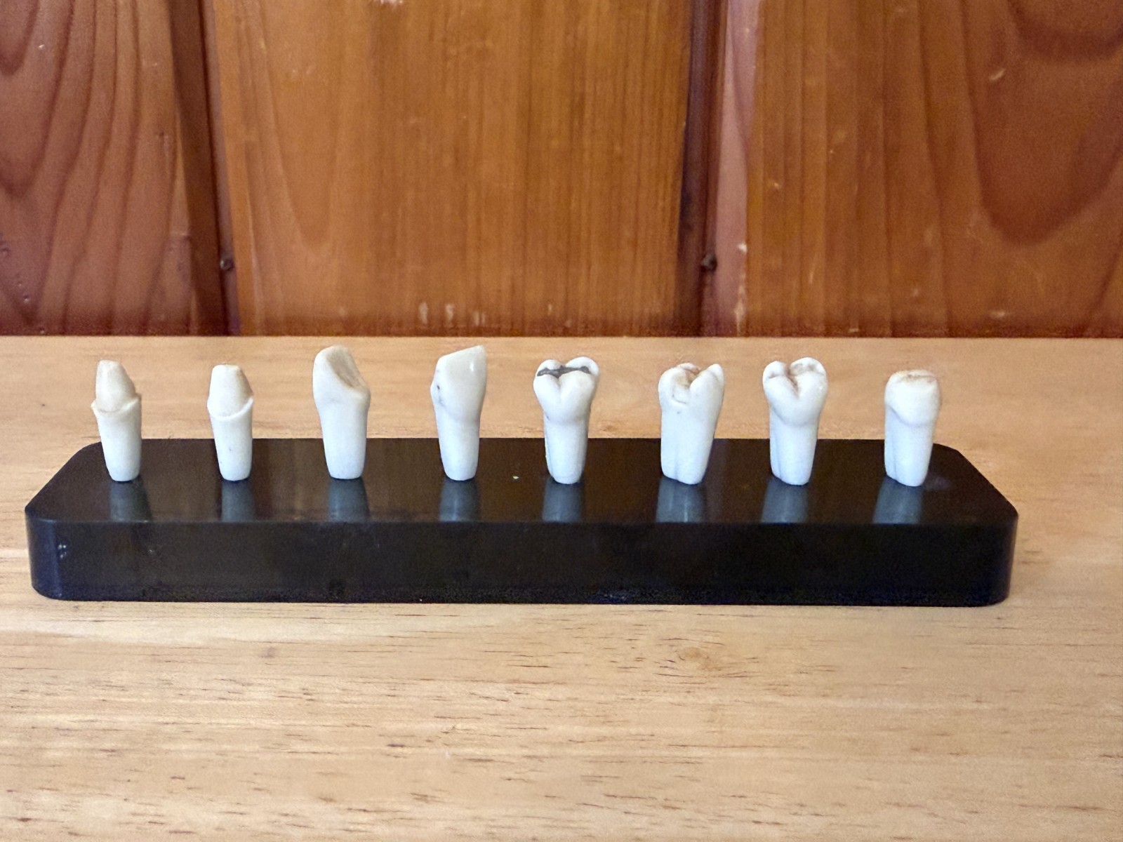 Vintage Columbia Dentoform Corp. Dental Teeth Display Tool Dentist Oral Surgeon Vintage Columbia Dentoform Corp. Dental Teeth Display Tool Dentist Oral Surgeon