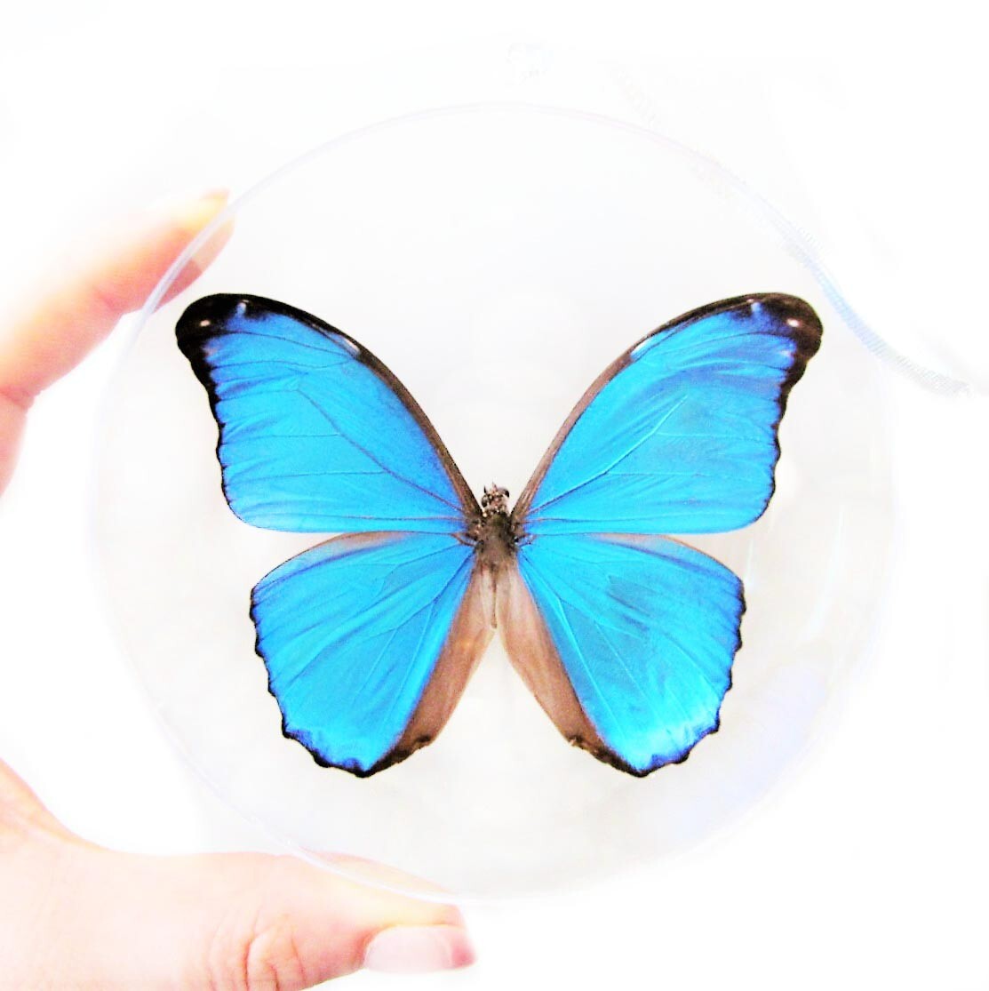 Morpho mene REAL BLUE BUTTERFLY CHRISTMAS ORNAMENT GIFT FRENCH GUYANA