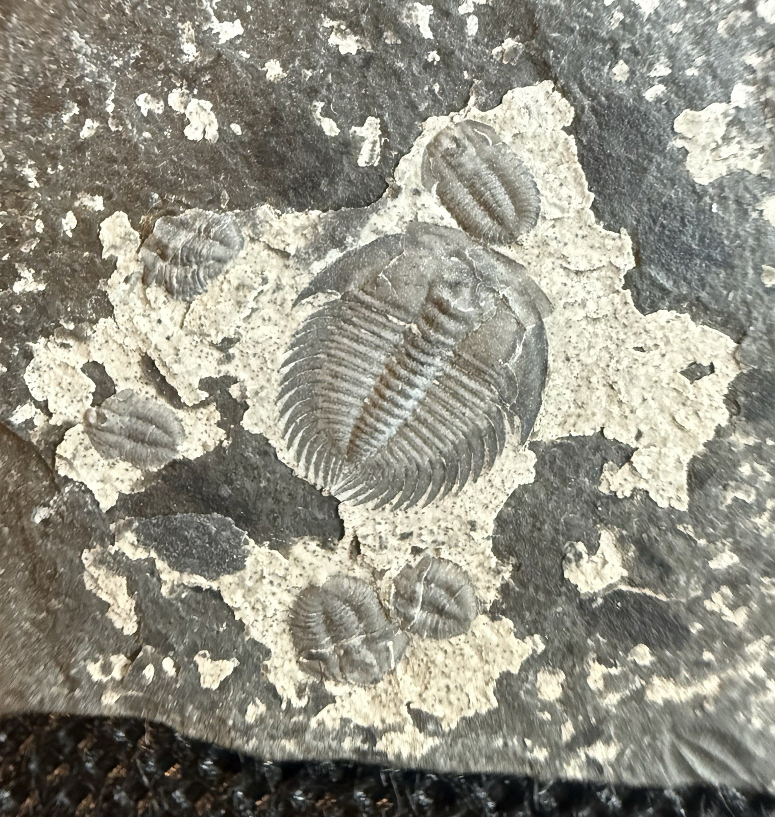 Museum Quality Cambrian Trilobite Fossils – Changaspis – Guizhou, China Museum Quality Cambrian Trilobite Fossils – Changaspis – Guizhou, China