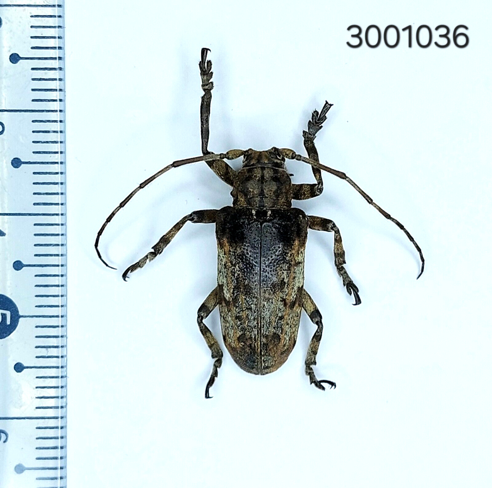 Cerambycidae Moechotypa sp. #1036 NORTH THAILAND