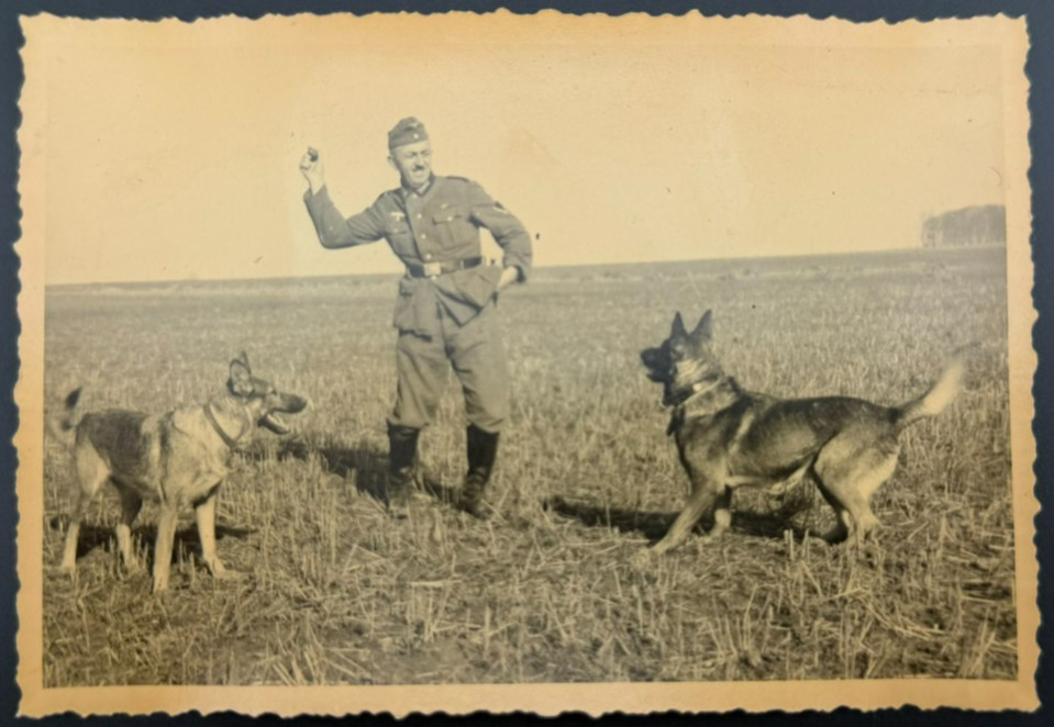 Vintage WW2 Photo German Soldier Playing with Military K9 Shepherds Field