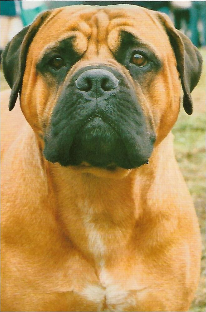 Bullmastiff Dog Postcard ~ New ~ Unused ~ 4