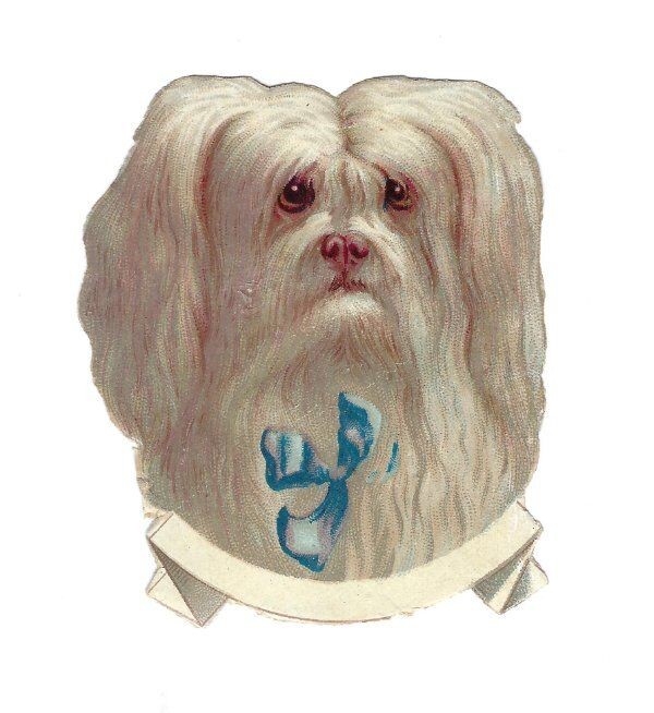 1888 Chromo, Victorian FLUFFY WHT DOG FACE BLUE BOW, Die-Cut Scrap 2.5