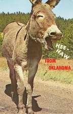 Vintage Comic Chrome PC of a Braying Donkey-Hee-Haw From Oklahoma-Mirro-Krome picture