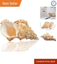 Jumbo Natural Sea Shells 7-8 inches - Perfect for Elegant Beach Decor picture