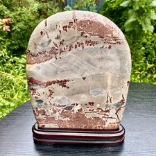 3.6LB  Re National Treasure Fossil - Authentic Collectible Stone Sp6.1 picture
